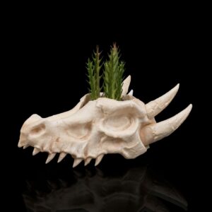 Sárkánykoponya Kaspó